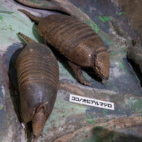 ココノオビアルマジロとムツオビアルマジロの剥製の写真