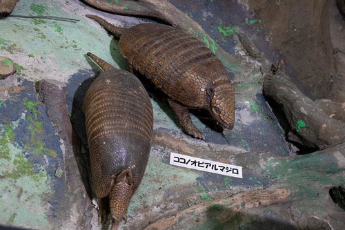 ココノオビアルマジロとムツオビアルマジロの剥製