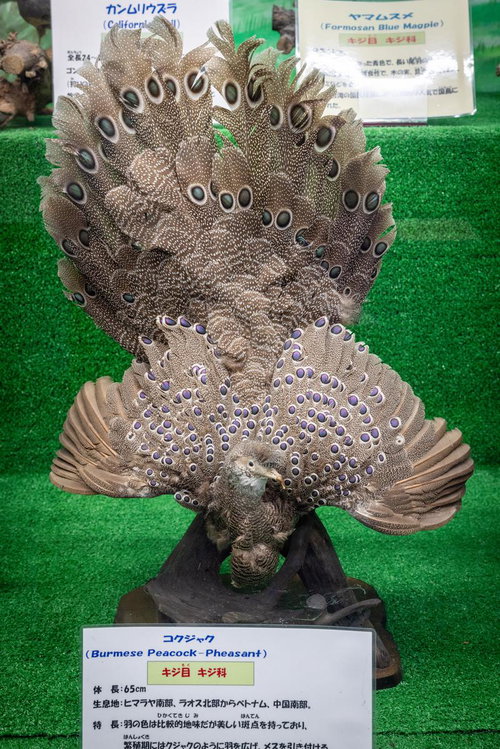 繊細な模様が際立つコクジャクの剥製