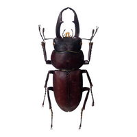赤みがかった黒褐色の体と力強い大顎を持つコクワガタの標本の写真