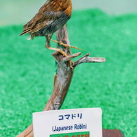 コマドリの剥製の写真
