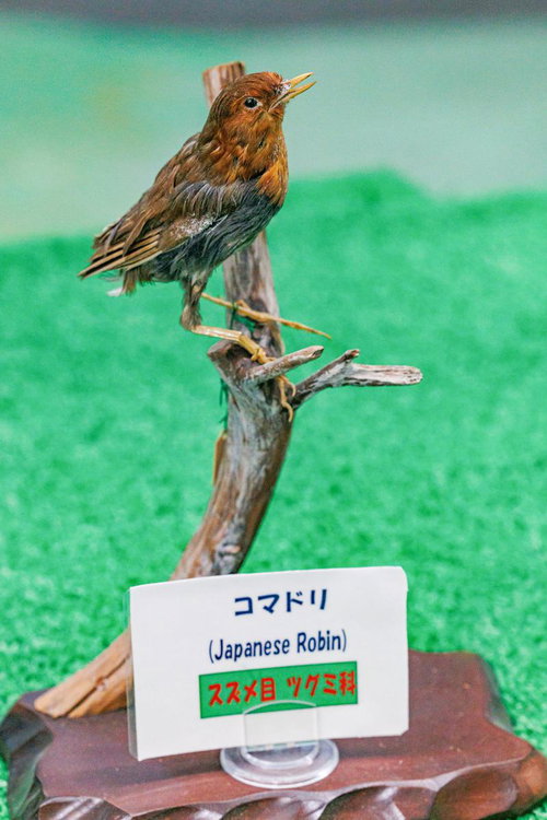 コマドリの剥製