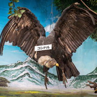 大きく広げた翼で空を舞うコンドルの剥製の写真