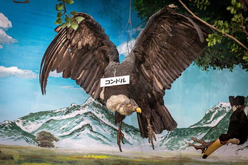 大きく広げた翼で空を舞うコンドルの剥製