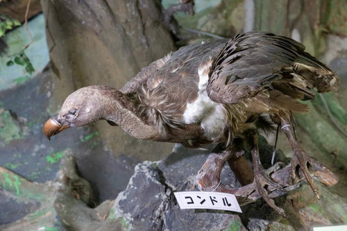 コンドルの剥製