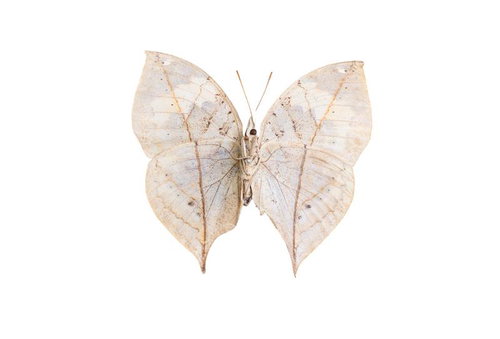 葉脈のような模様のコノハチョウの標本