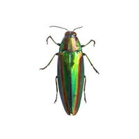 虹色に光る甲殻が生み出すタマムシの標本の写真