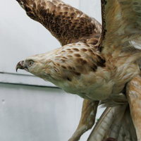 力強い翼を広げたクマタカの剥製展示の写真