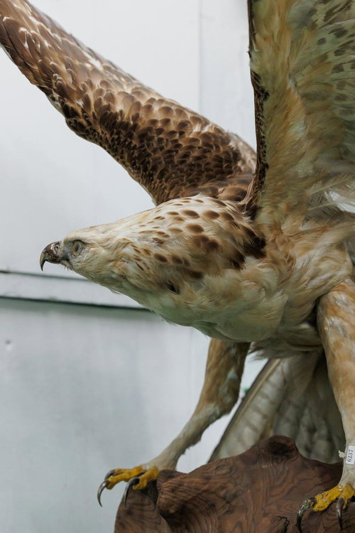 力強い翼を広げたクマタカの剥製展示