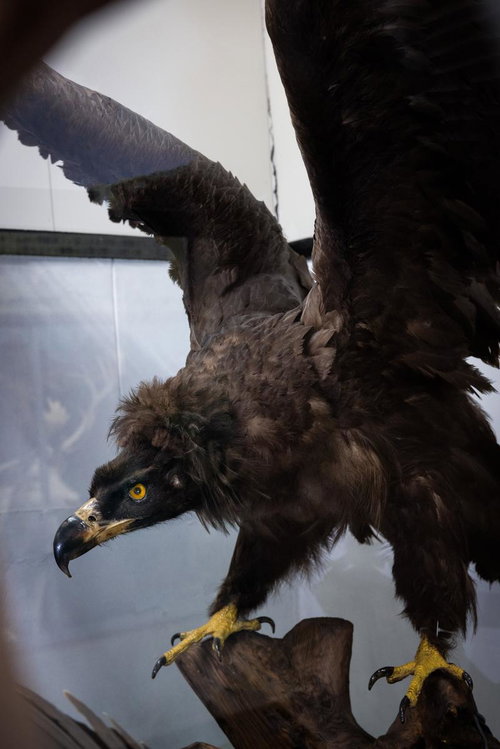 クロハゲワシの剥製