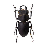 キュウシュウヒメオオクワガタの標本の写真