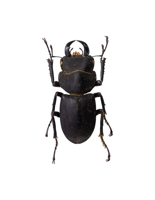 キュウシュウヒメオオクワガタの標本