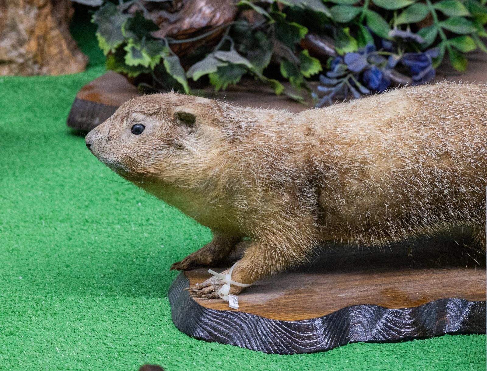 博物館に展示されているマーモットの剥製が緑色のマット上に置かれている