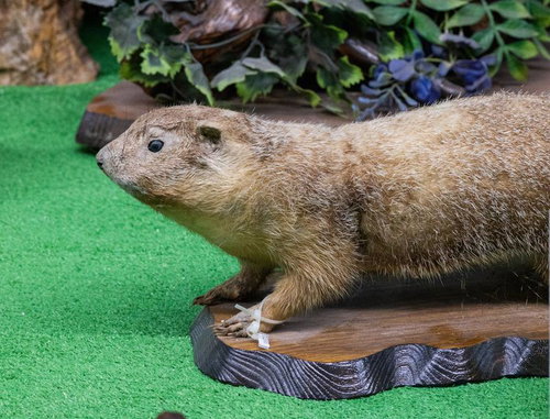 マーモットの剥製