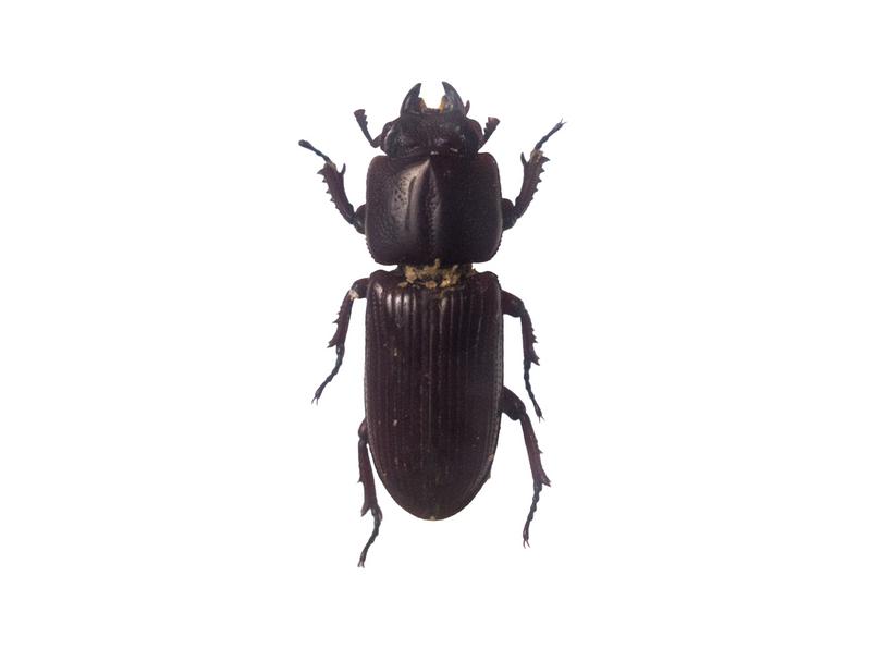 重厚感漂うスジブトヒラタクワガタの標本の写真素材 - フリー素材ぱくたそ