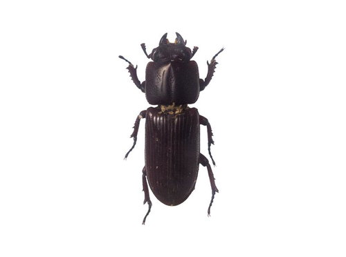 マメクワガタの標本