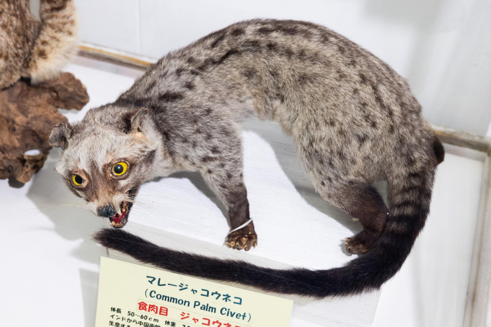 博物館に展示されたマレージャコウネコの剥製。黄色い眼と長い黒い尾が特徴。