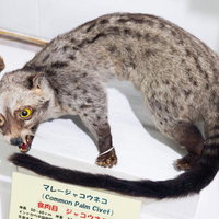 特徴的な長い尾を持つマレージャコウネコの剥製の写真