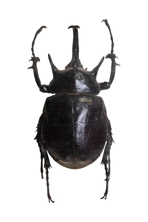 メガソママルス（ブラジル）の標本