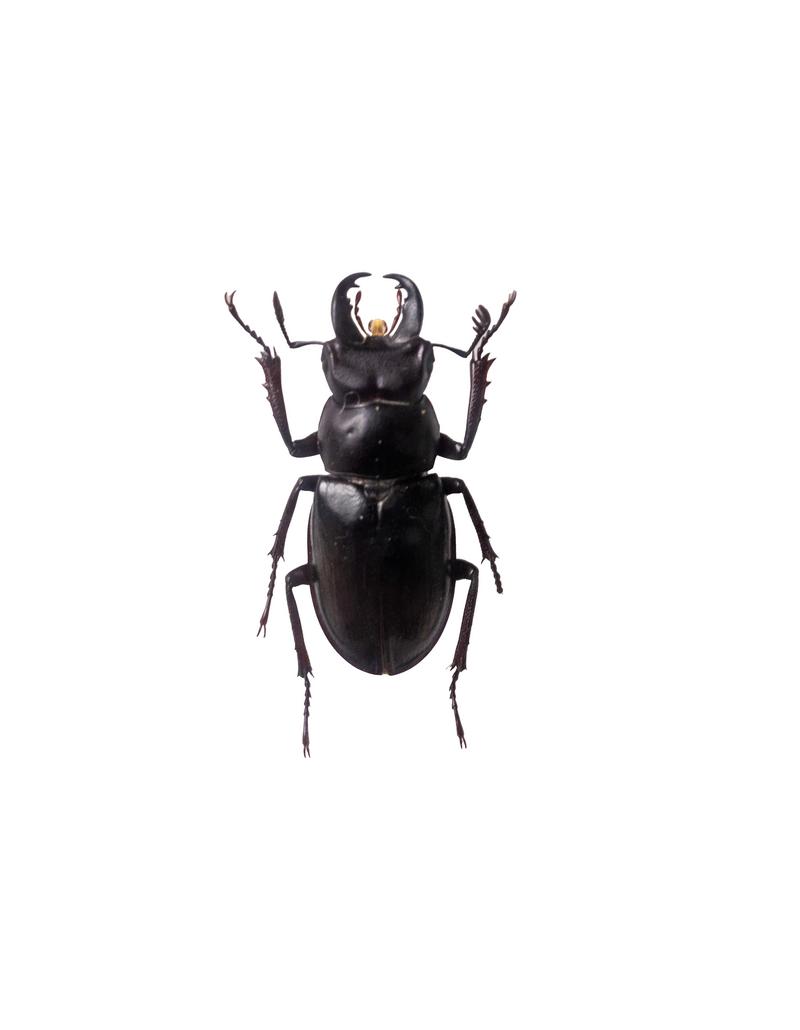 重厚感漂うスジブトヒラタクワガタの標本の写真素材 - フリー素材ぱくたそ