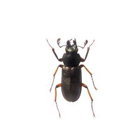 ミナミコルリクワガタの標本の写真