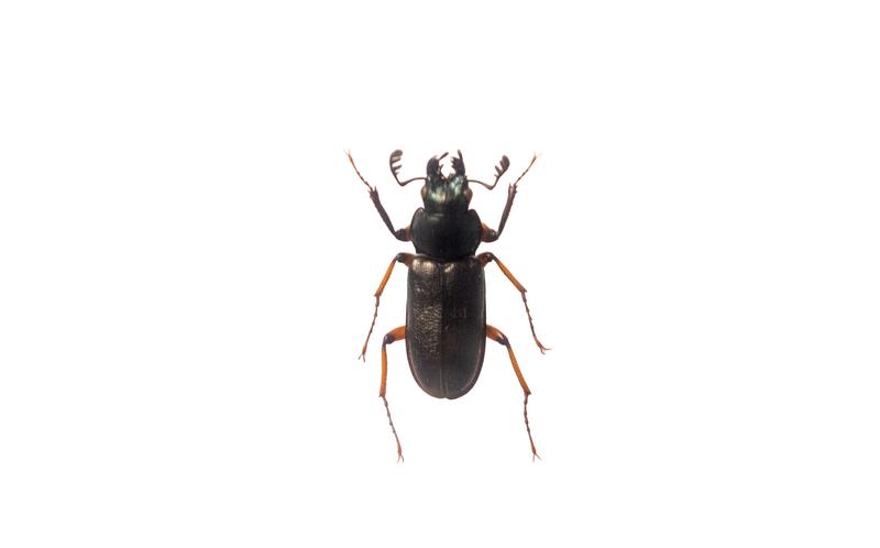 重厚感漂うスジブトヒラタクワガタの標本の写真素材 - フリー素材ぱくたそ
