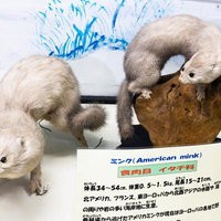 2匹のミンクの剥製の写真