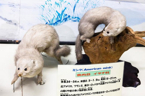 2匹のミンクの剥製