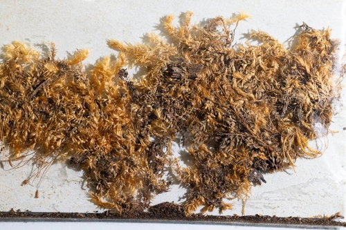 したミヤマギボウシゴケモドキの標本