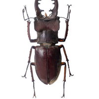 湾曲した大顎が特徴的なミヤマクワガタの標本の写真