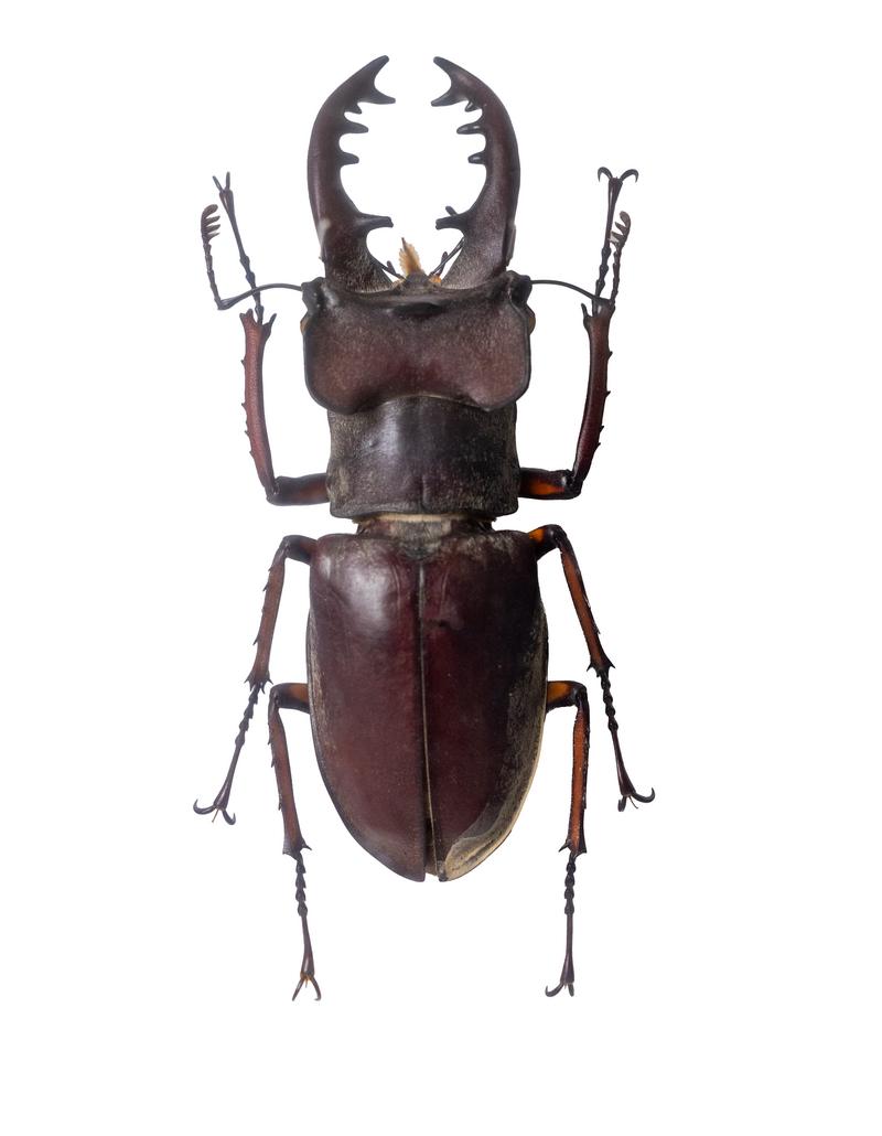 重厚感漂うスジブトヒラタクワガタの標本の写真素材 - フリー素材ぱくたそ