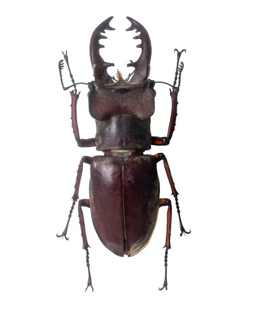 湾曲した大顎が特徴的なミヤマクワガタの標本