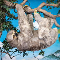 ミユビナマケモノの剥製の写真