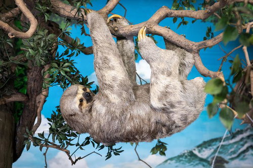 ミユビナマケモノの剥製