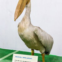 大きなくちばしが印象的なモモイロペリカンの剥製の写真