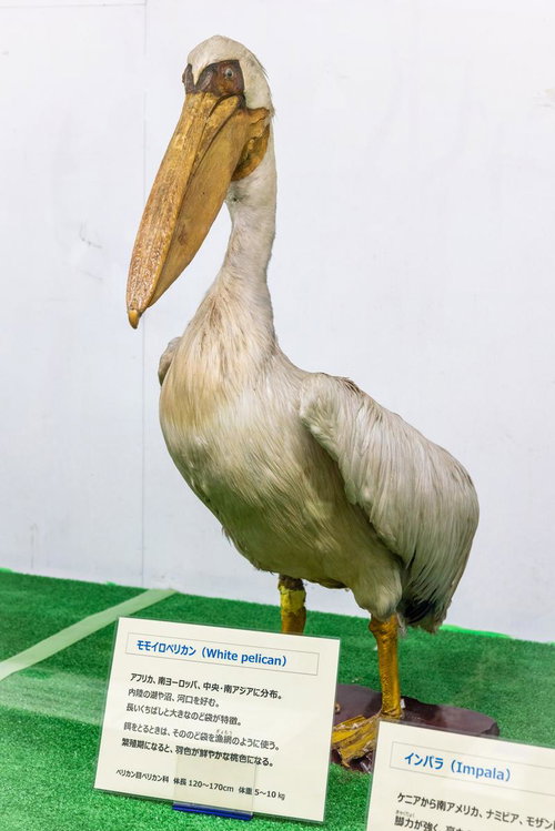 大きなくちばしが印象的なモモイロペリカンの剥製