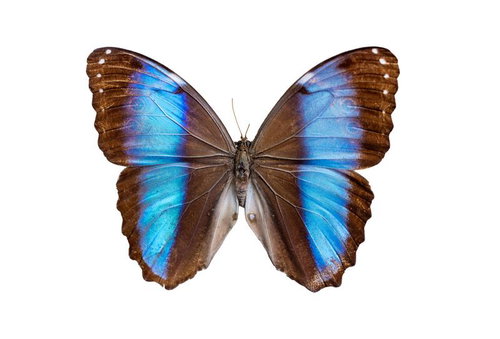 ペルー原産のモルフォ・アキラエナ（オス）の標本