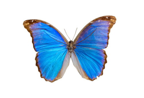 鮮やかな青色の羽を持つモルフォアマトンテ（ブラジル）オスの標本