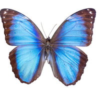 モルフォビトレヤ（ペルー）オスの標本の写真