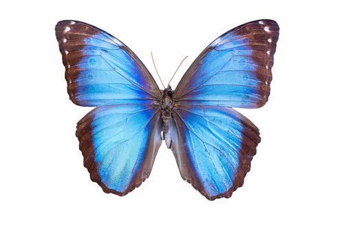 モルフォビトレヤ（ペルー）オスの標本