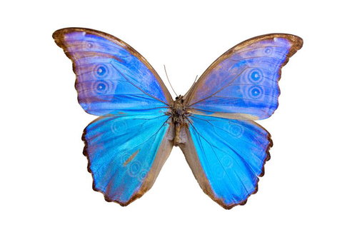 モルフォデイデイウス（ペルー）オスの標本