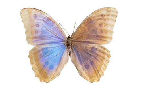 青みがかったグラデーションのモルフォ・ペレイデス（メキシコ）オスの標本
