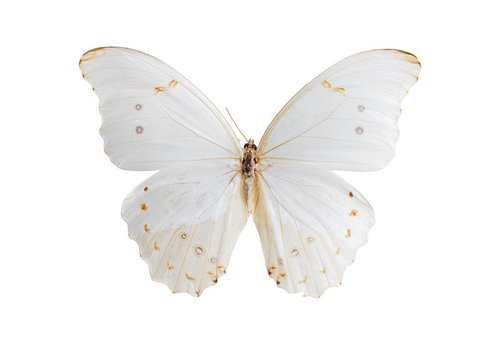 モルフォポリフェムス（メキシコ）オスの標本