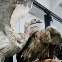 猛禽類特有の威厳ある姿の剥製の写真
