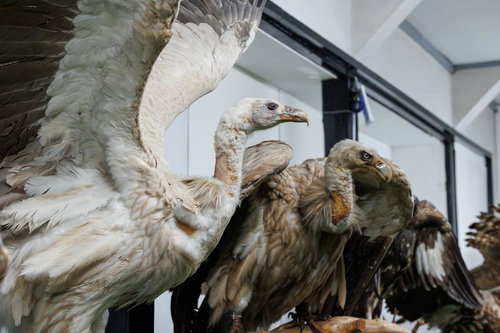 猛禽類特有の威厳ある姿の剥製