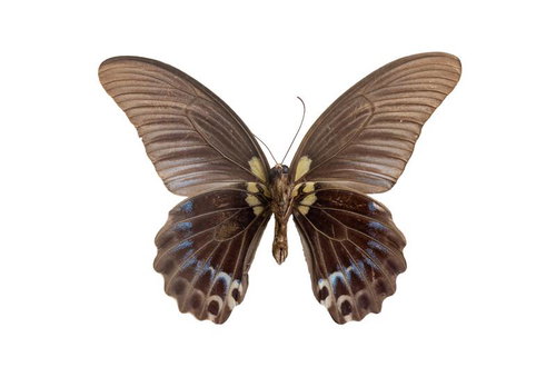 精密に展翅されたナガサキアゲハ（裏面）の標本