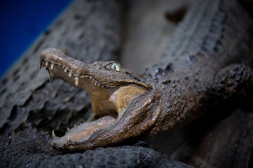 アメリカアリゲーターの剥製