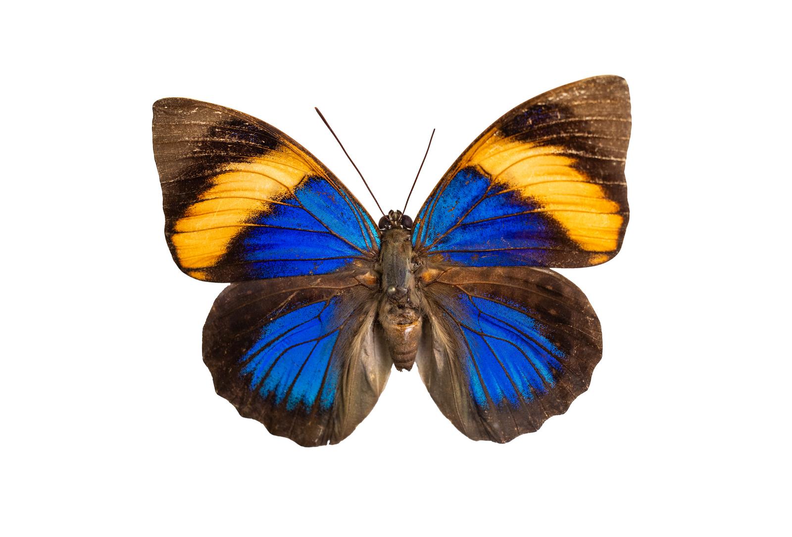 青と黄色の模様が入った黒褐色の蝶の標本を上から見た状態