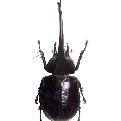 光沢のある黒い外骨格のサキシマヒラタクワガタの標本の写真素材