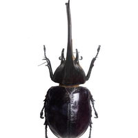 巨大な角を持つネプチューンオオツノカブト（コロンビア）オスの標本の写真